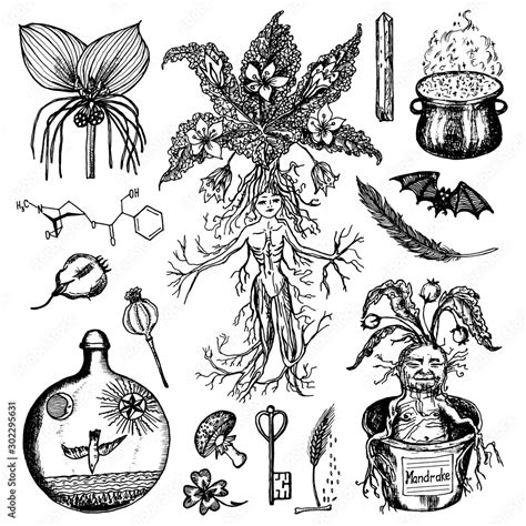 Witches vall ingredients